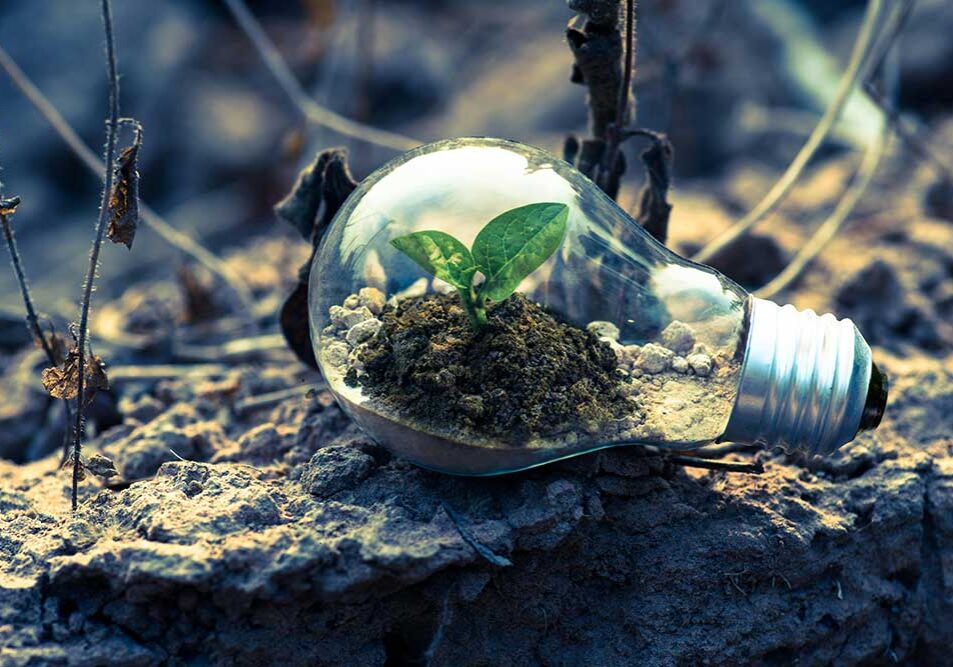 Plant in lightbulb for ecofriendly